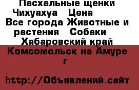 Пасхальные щенки Чихуахуа › Цена ­ 400 - Все города Животные и растения » Собаки   . Хабаровский край,Комсомольск-на-Амуре г.